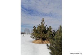 Кедр - фото 6 - питомник Красовский-Сад.рф