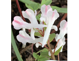 Corydalis caucasica “Подружка”