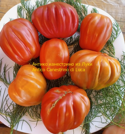 Томат Антико Канестрино из Лукки (Antico Canestrino di Lucca), Италия