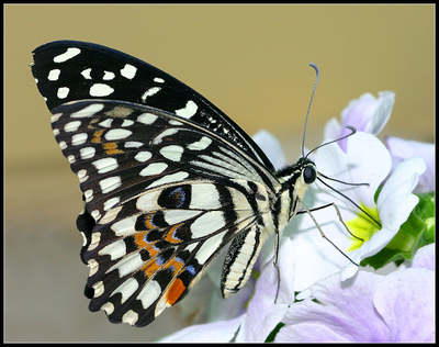 Демолей размах крыльев 8 - 11 см