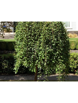 Ива козья Kilmarnock