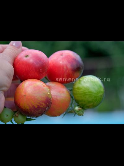 Томат Dwarf Gondwana Lightning (Гном Гондвана Молния), 10 шт