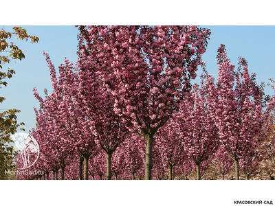 Вишня Роял Бургунди - Royal Burgundy