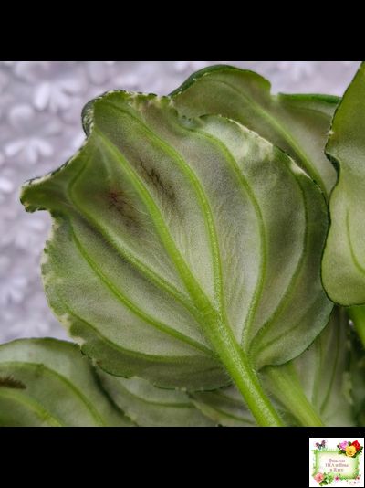 LV-Девятый Вал (Л. Шевелева) 2024 г. трейлер (пестролистный клакамас)