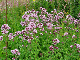 Гидролат Душицы (Origanum vulgare) 100 мл