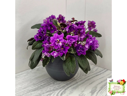 Senk's Longlegs (R. Follett/D. Senk) трейлер (укор. пасынок)