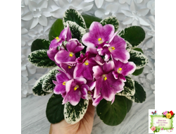 KZ-Источник Вдохновения (И. Заикина) 2023 г.