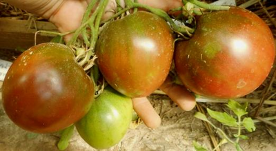 Томат Черное сердце Бреда (Brad’s Black Heart)