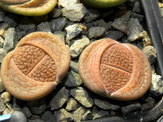 Lithops hookeri (vermiculate form) C335 (Чехия)