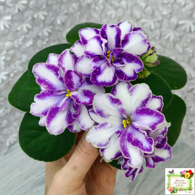 ЮШ-Надюша (И. Волкова) химера