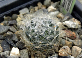 Mammillaria aureilanata - 10 семян
