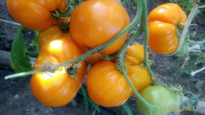 Томат Джамбо Джим оранжевый (Jumbo Jim Orange)