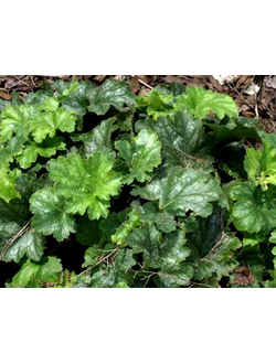 Гейхера гибридная Грин Ти