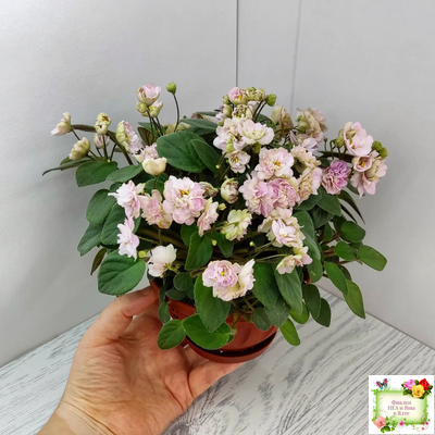 Pink Mint (S.Sorano) трейлер (пасынок срез)