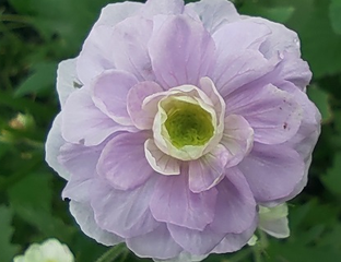 ГЕРАНЬ \GERANIUM\ - саммер скайз