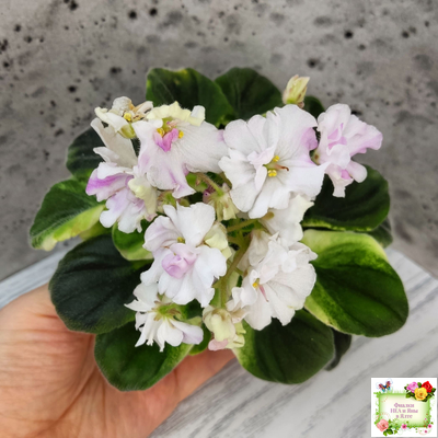 LV-Мариночка (Л. Шевелева) 2023 г. (клакамас бастл-листва с кроновой пестролистностью)