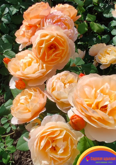 Роальд Даль (Roald Dahl)