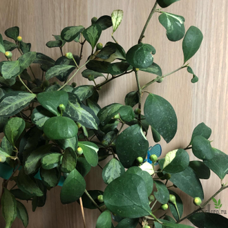 Ficus diversifolia diversion / фикус Дельтовидный расписной