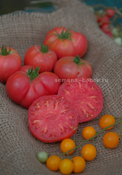 Томат Dwarf OPO (Гном ОПО), 10 шт