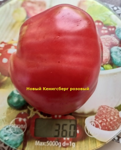 Томат Новый Кенигсберг розовый