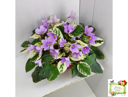 ЛЕ-Эрика (Е. Лебецкая) трейлер