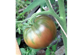 Черный Крым