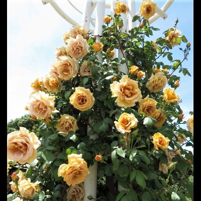 Баттерскотч(Butterscotch)