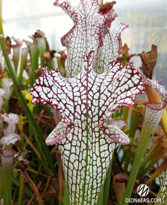 Sarracenia Leucophylla Helmut´s Delight