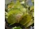 Dionaea muscipula Patches