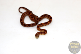 Крысиный полоз, Pantherophis obsoletus