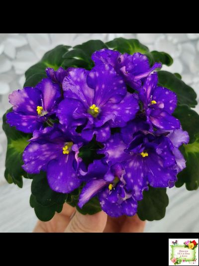 ДВ-Мегавольт (Д. Лягина) 2023 г. (гёрл-листва)