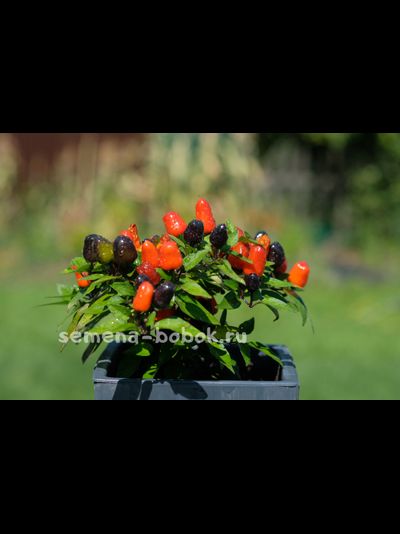 Перец острый NuMex Halloween, 10 шт