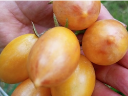 Томат Счастливый тигр (Artisan Lucky Tiger)