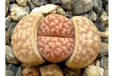 Lithops karasmontana ssp. eberlanzii C208
 