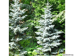 Ель Костер - фото в ландшафте - красовский-сад.рф