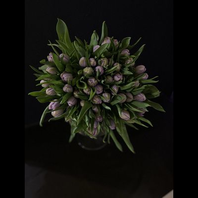 Тюльпаны пионовидные 51 шт