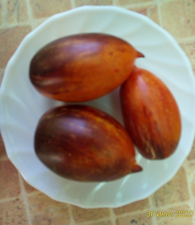 Томат Гном бой с тенью (Dwarf Shadow Boxing, США)