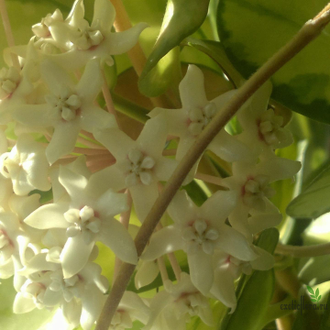 Hoya Australis Lisa