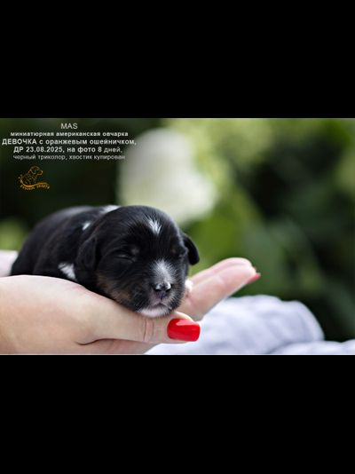 девочка ОРАНЖЕВЫЙ ошейничек Д-2025, mas = ЗАБРОНИРОВАНА