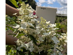 Гортензия метельчатая Юник