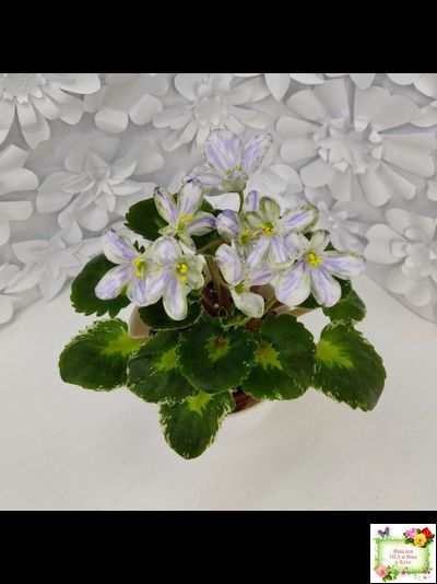 ЛЕ-Лунный Жемчуг (Е. Лебецкая) 2020 г. (пестролистный гёрл)