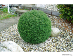 Туя Тедди - Teddy