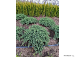 Можжевельник Сан Хосе - San Jose