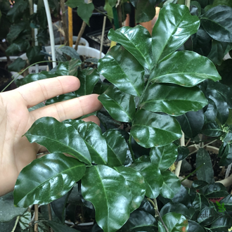 Murraya paniculata 'Himalayan' (Giant leaf) / муррайя гималайская большой лист