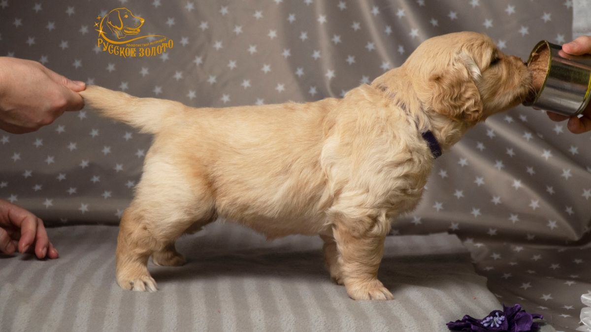 РЗ Шелекса Саша, девочка фиолетовая ленточка, 1 месяц