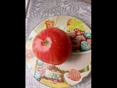 Томат Олимпийский огонь