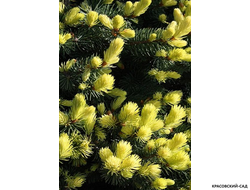 Ель Майголд фото хвои - красовский-сад.рф