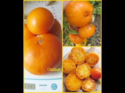 Томат Сердце Ашхабада