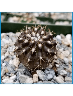 Neochilenia carrizalensis HJ 104a