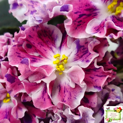 ТФ-Confetti (Т. Фурлетова) 2024 г.